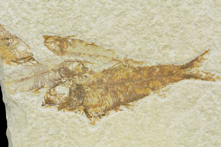 Fossil Fish (Knightia) Plate - Wyoming #126044